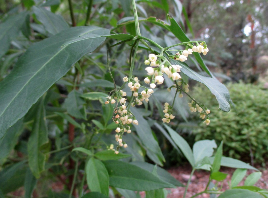 Image of Sambucus australasica specimen.