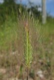 Hordeum geniculatum. Соцветие в бутонах. Крым, Байдарская долина, окр. с. Тыловое, обочина дороги. 9 июня 2016 г.