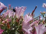 Convolvulus gortschakovii