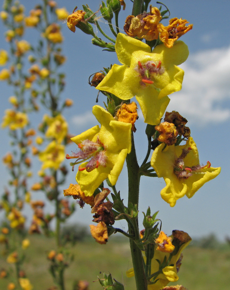 Image of Verbascum &times; pseudoblattaria specimen.