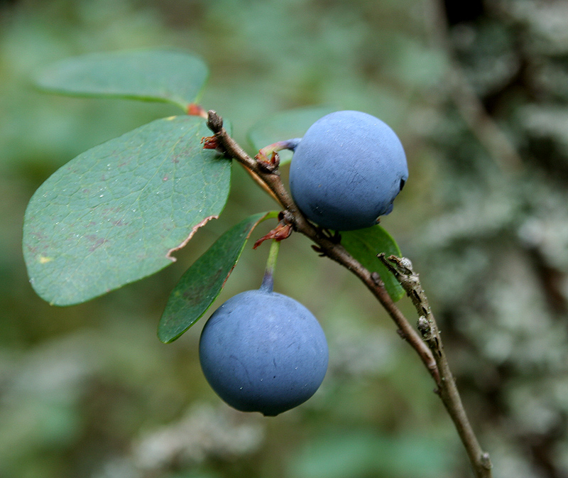 Image of Vaccinium uliginosum specimen.