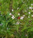 Dontostemon micranthus