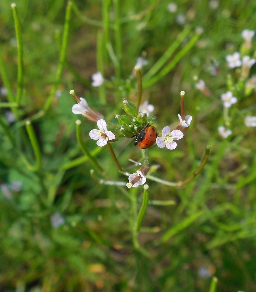 Изображение особи Dontostemon micranthus.