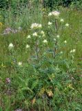 Cirsium obvallatum