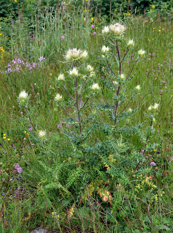 Image of Cirsium obvallatum specimen.