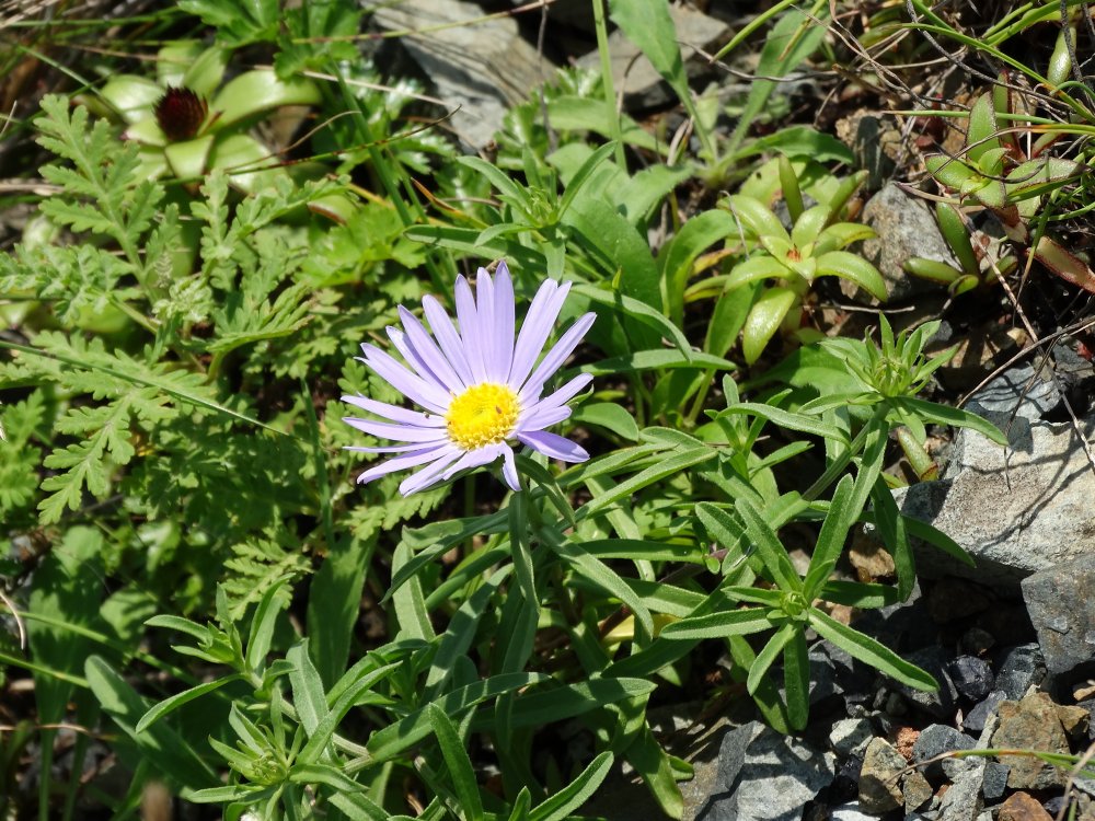 Image of genus Heteropappus specimen.