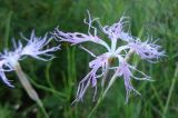 Dianthus stenocalyx