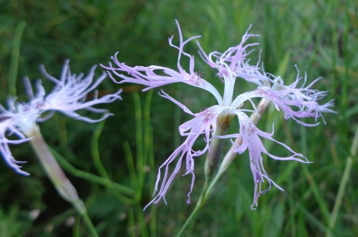 Image of Dianthus stenocalyx specimen.