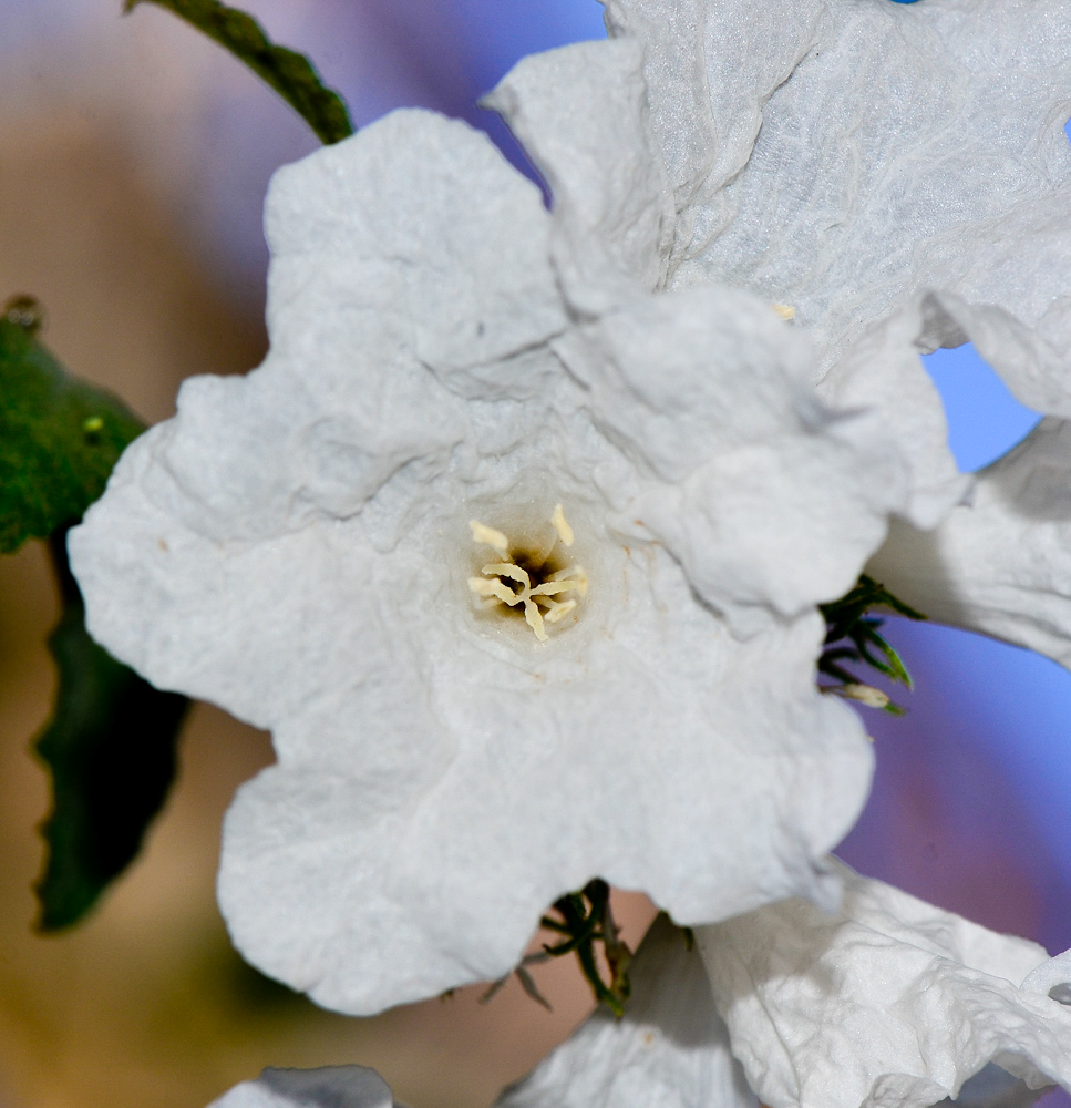 Изображение особи Cordia parvifolia.