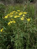 Senecio argunensis. Верхушка цветущего растения. Приморье, окр. г. Находка, луг. 28.08.2016.