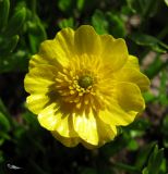 Ranunculus altaicus