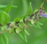 Scutellaria hastifolia