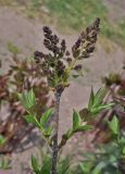 Syringa pubescens ssp. patula