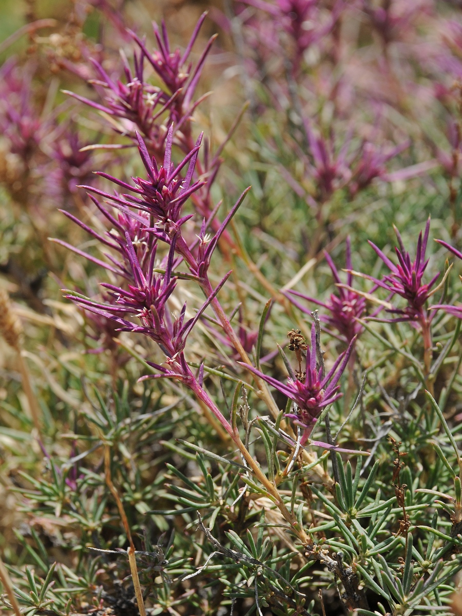 Image of Rhaphidophyton regelii specimen.