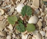 Alcea rugosa