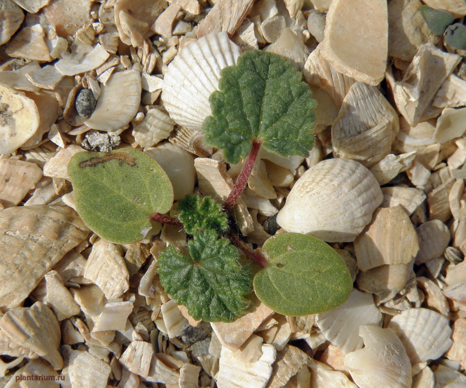 Image of Alcea rugosa specimen.