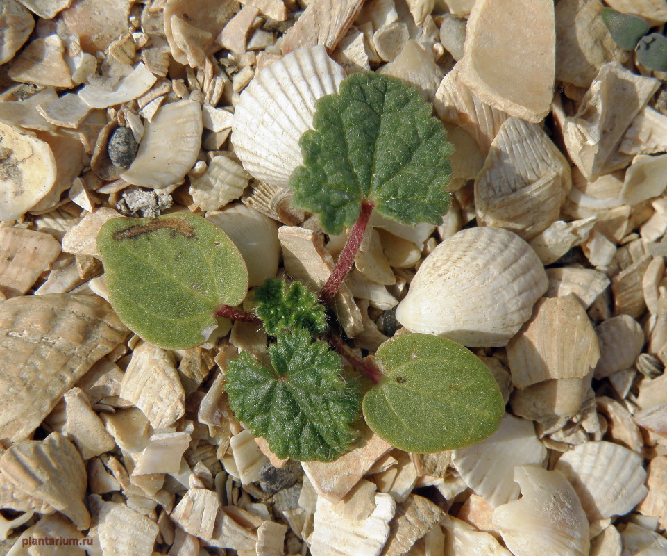 Изображение особи Alcea rugosa.