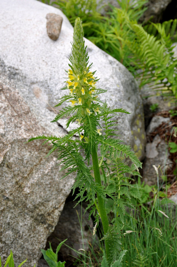 Изображение особи Pedicularis condensata.