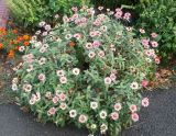 Zinnia elegans