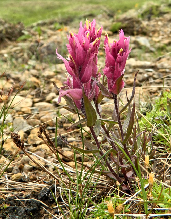 Изображение особи Castilleja arctica ssp. vorkutensis.