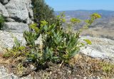 Bupleurum gibraltaricum