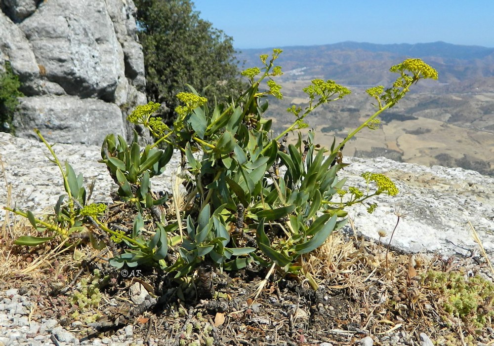 Image of Bupleurum gibraltaricum specimen.