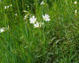 Cerastium arvense