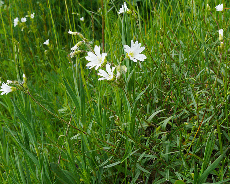 Image of Cerastium arvense specimen.