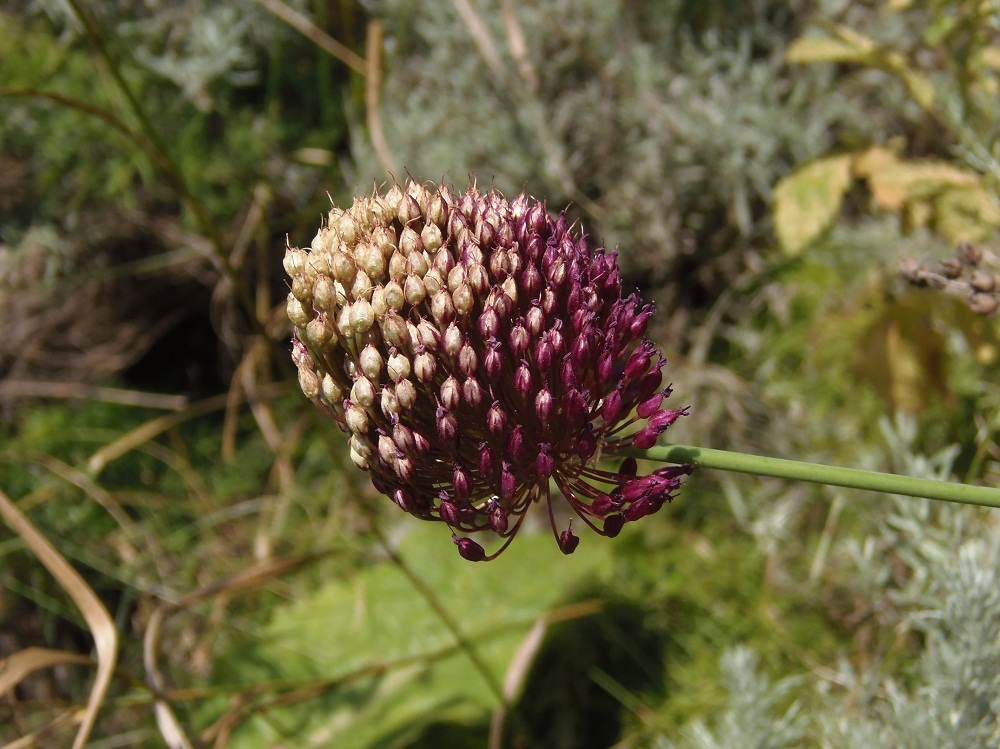 Image of Allium sphaerocephalon specimen.