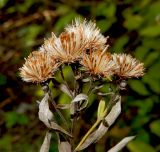 Inula germanica
