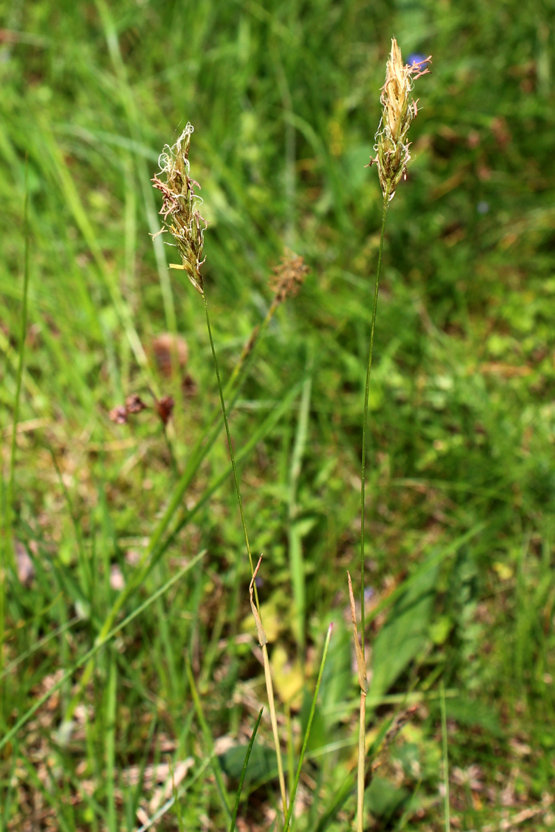 Image of Anthoxanthum odoratum specimen.