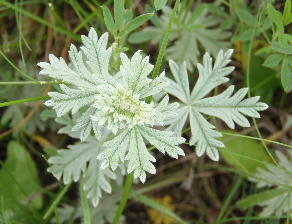 Изображение особи Potentilla impolita.