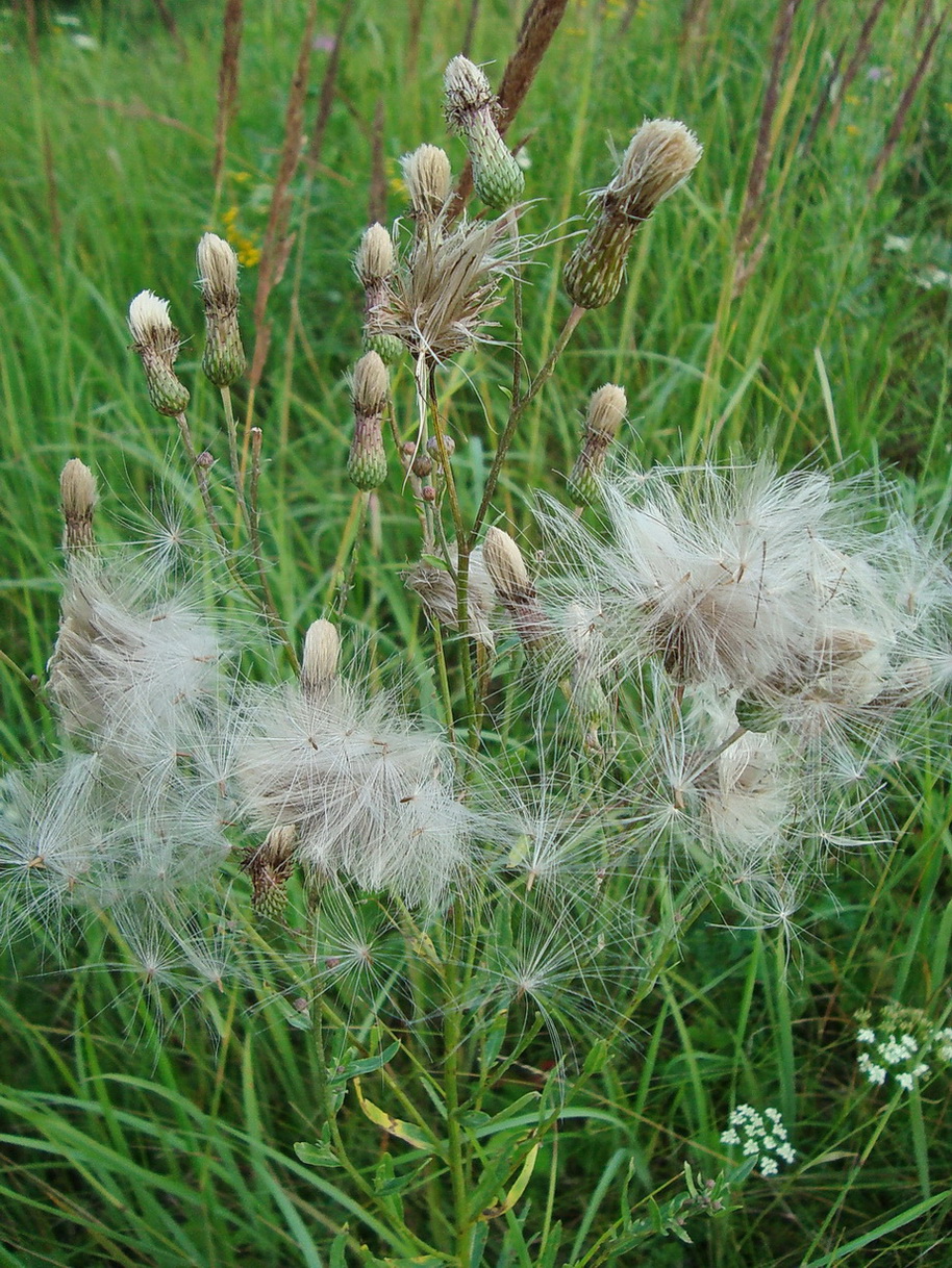 Изображение особи Cirsium setosum.