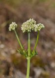 род Valeriana