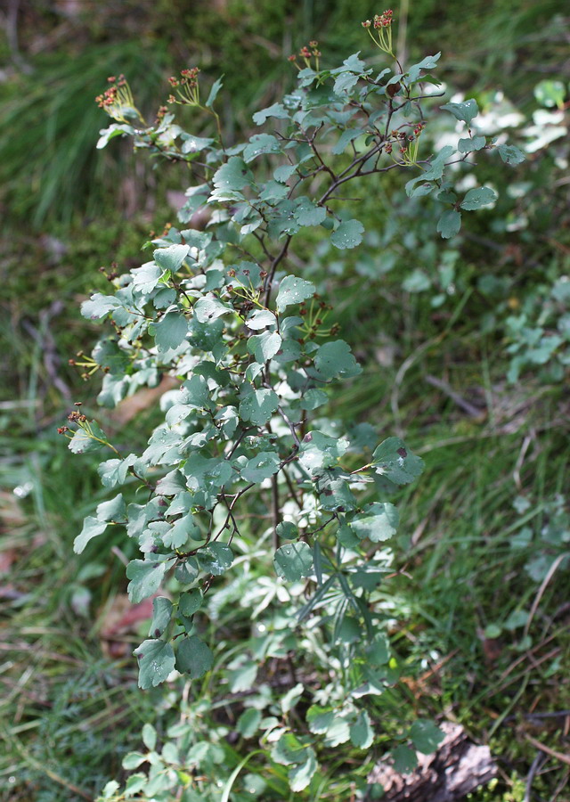 Изображение особи Spiraea trilobata.