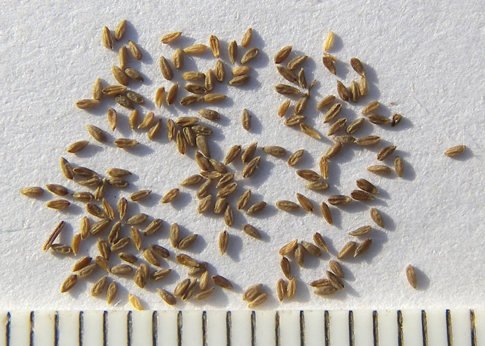 Image of Epilobium anagallidifolium specimen.