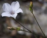 Linum tenuifolium