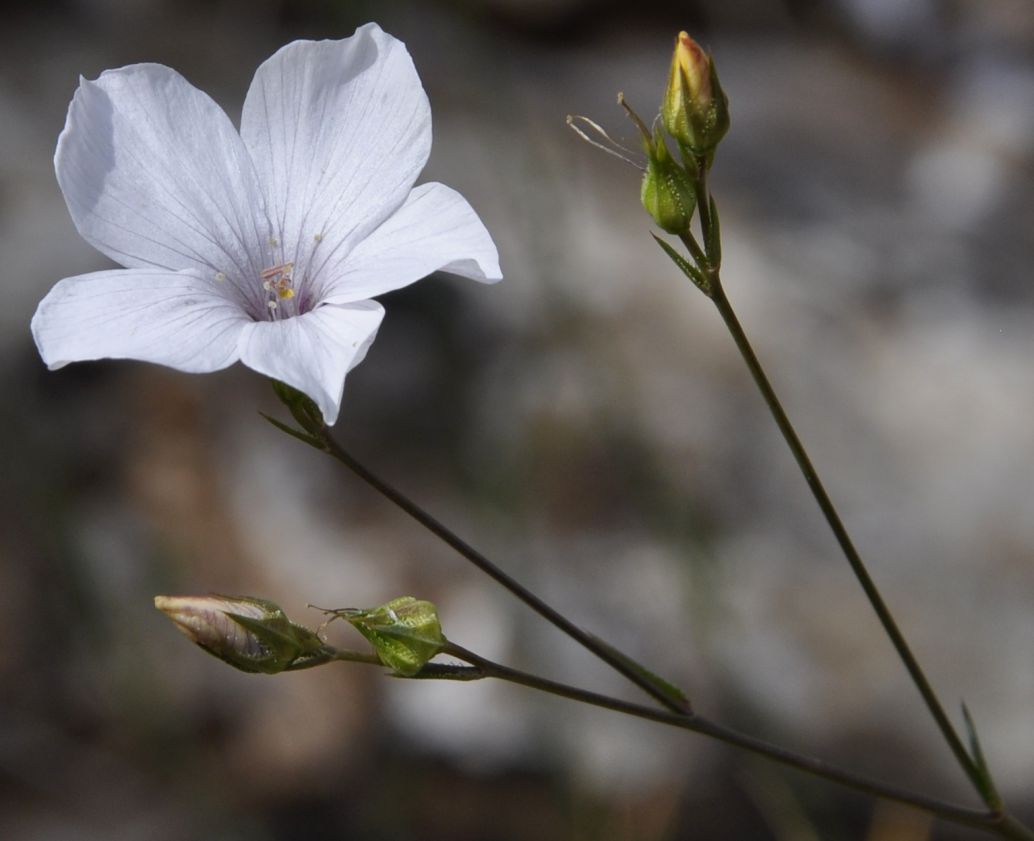 Image of Linum tenuifolium specimen.