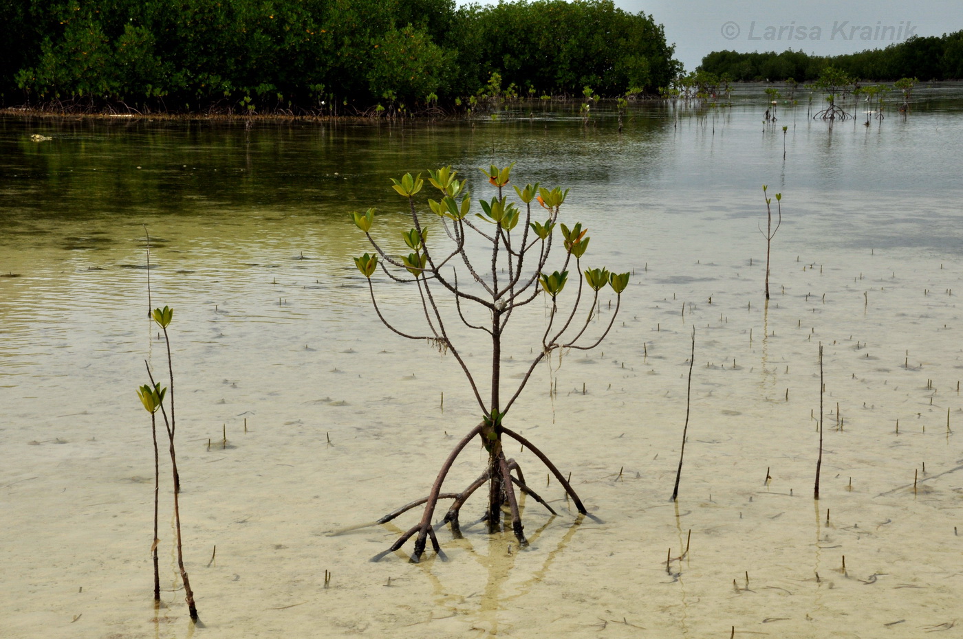 Image of genus Rhizophora specimen.