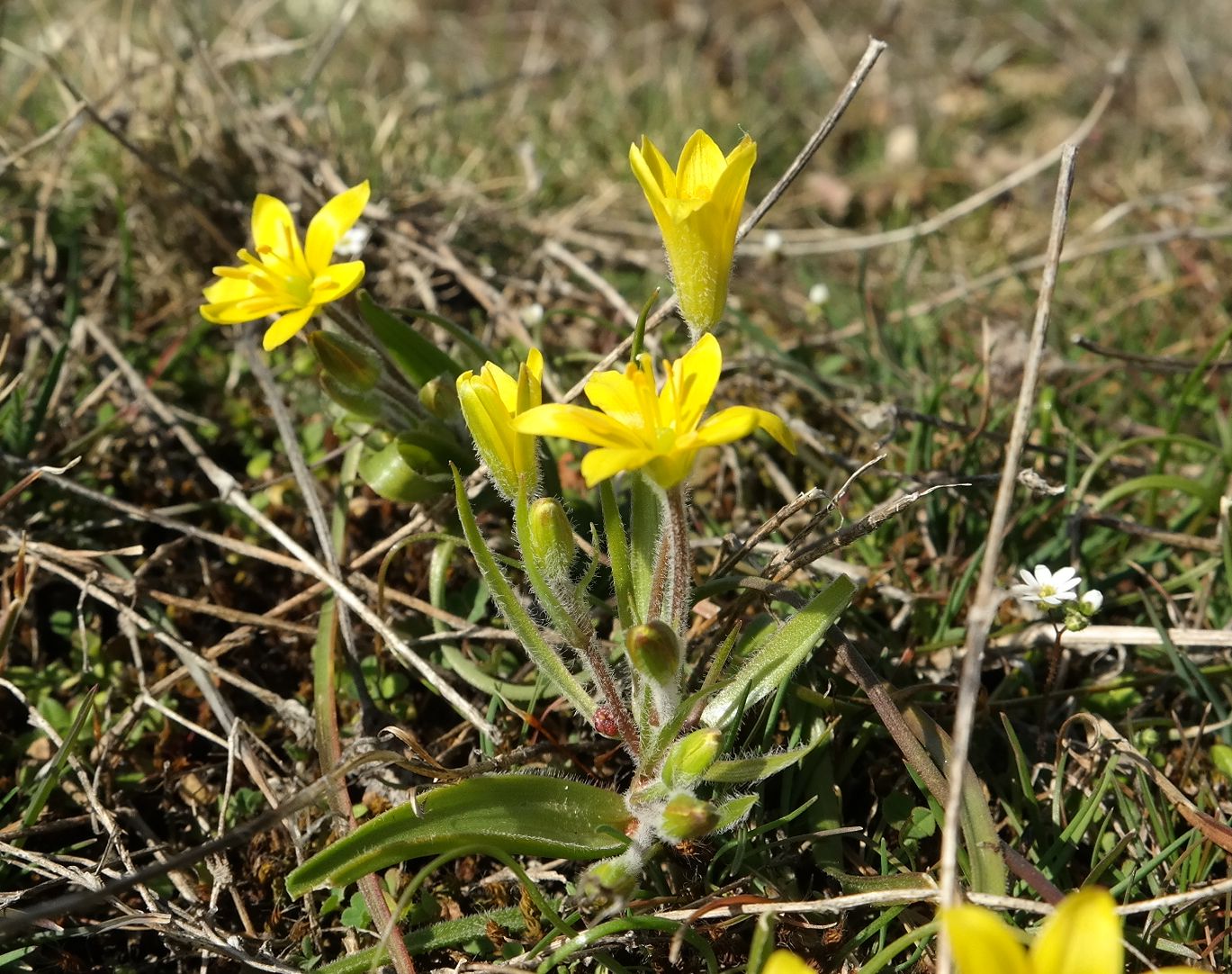 Image of Gagea granatellii specimen.