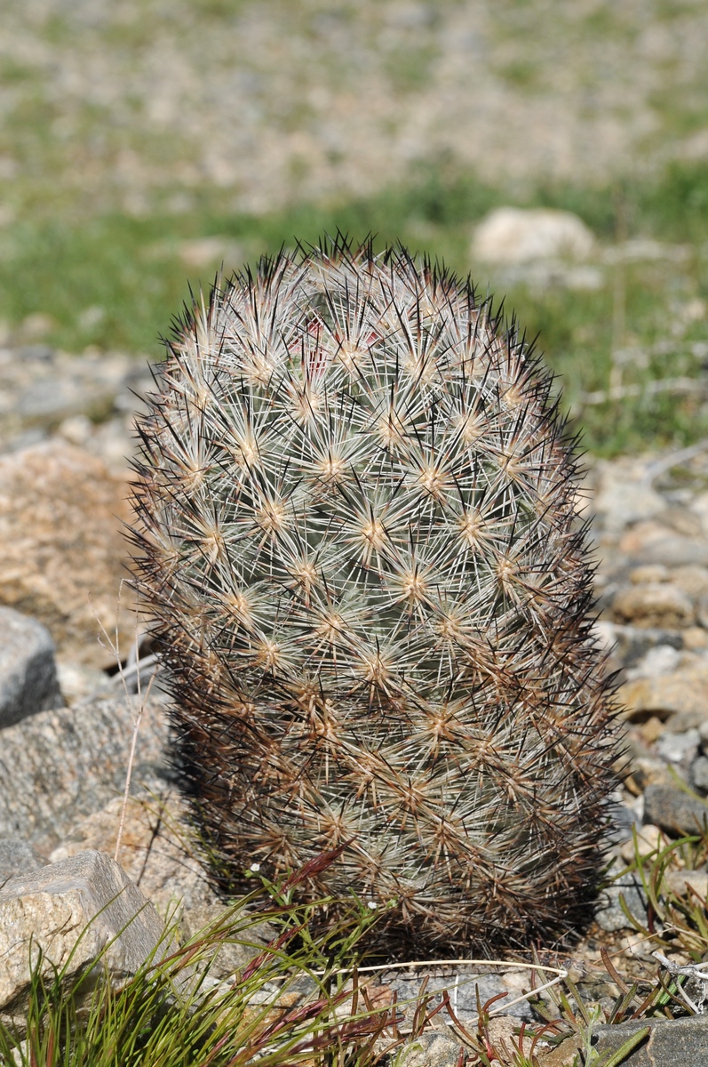 Изображение особи Coryphantha alversonii.