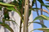 genus × Chitalpa