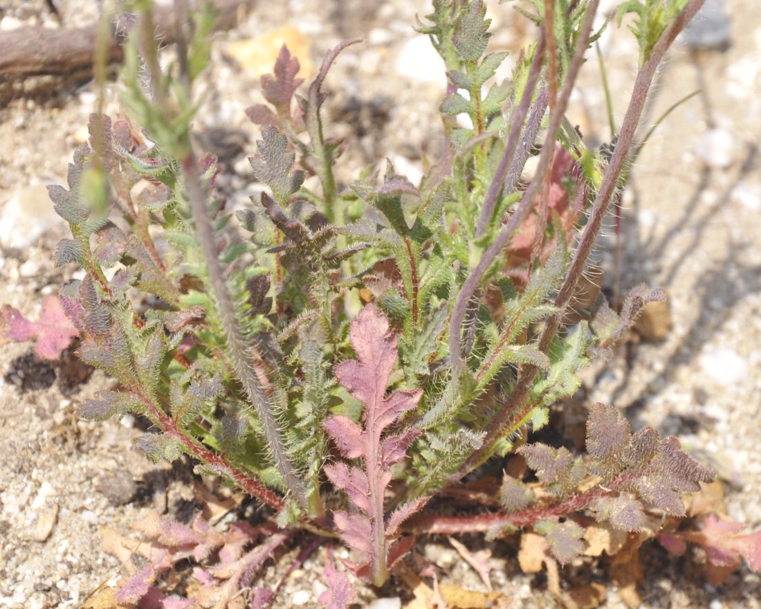 Image of Papaver lecoqii specimen.