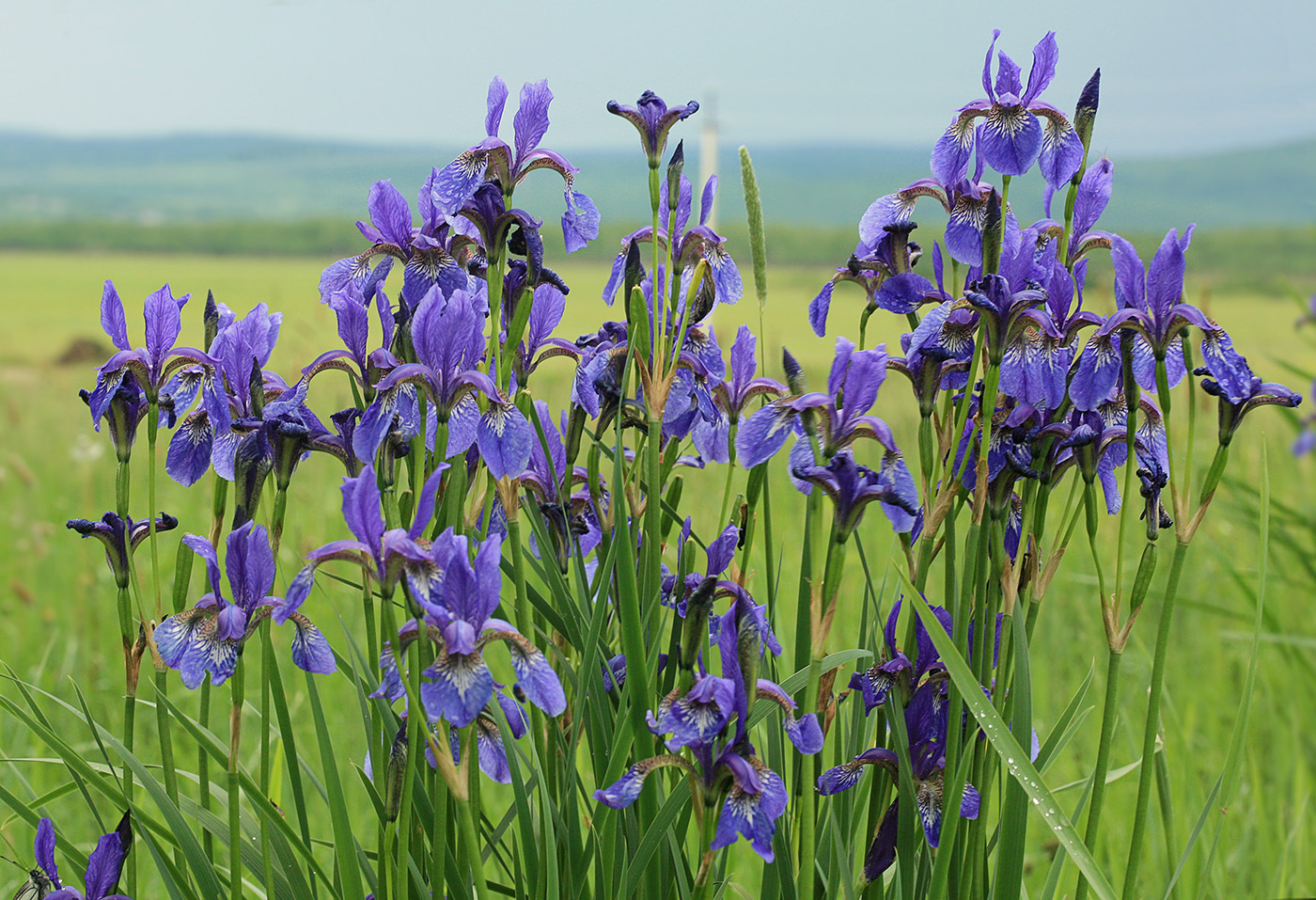 Изображение особи Iris sanguinea.