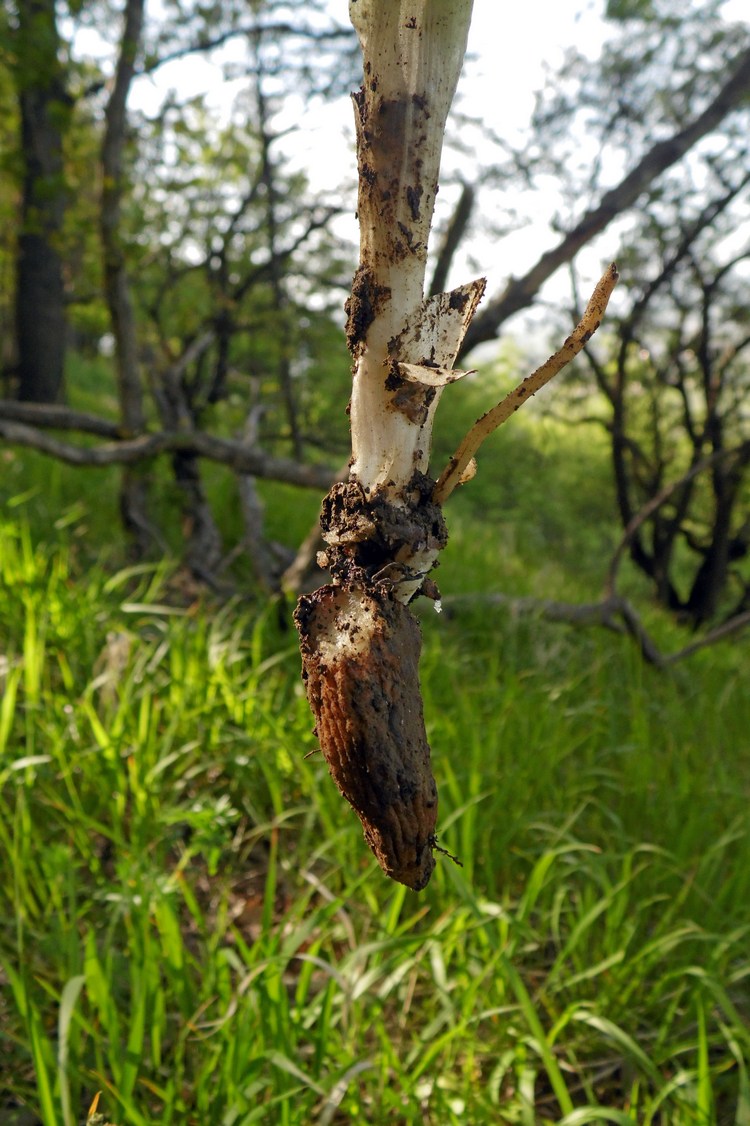 Image of Orchis purpurea ssp. caucasica specimen.