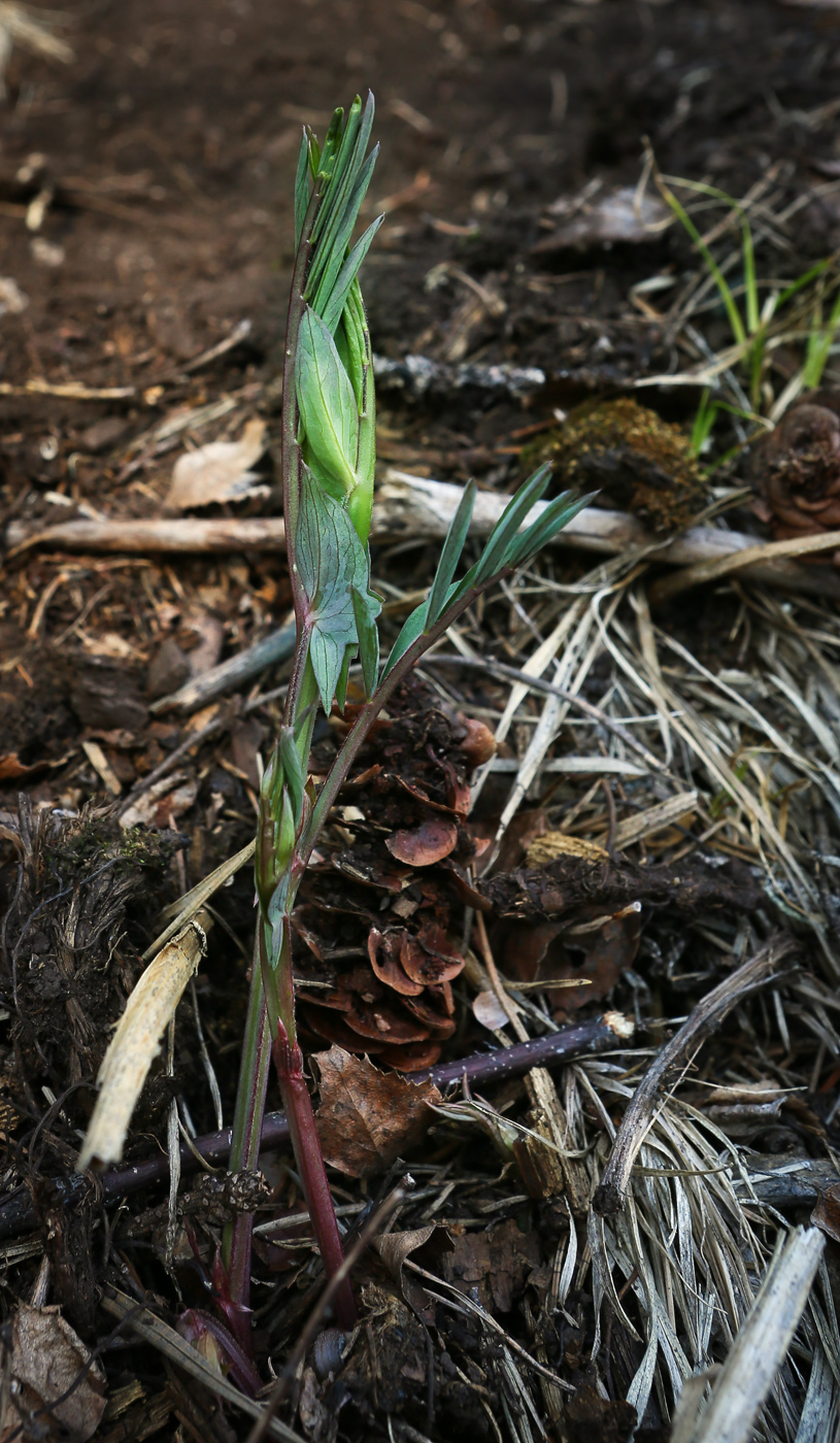 Image of Lathyrus vernus specimen.