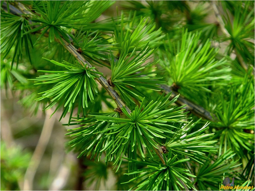 Изображение особи Larix kaempferi.