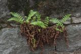 Dryopteris filix-mas. Молодые растения. Санкт-Петербург, Курортный р-н, окр. пос. Комарово, в щели между камнями опорной стены. 27.05.2017.