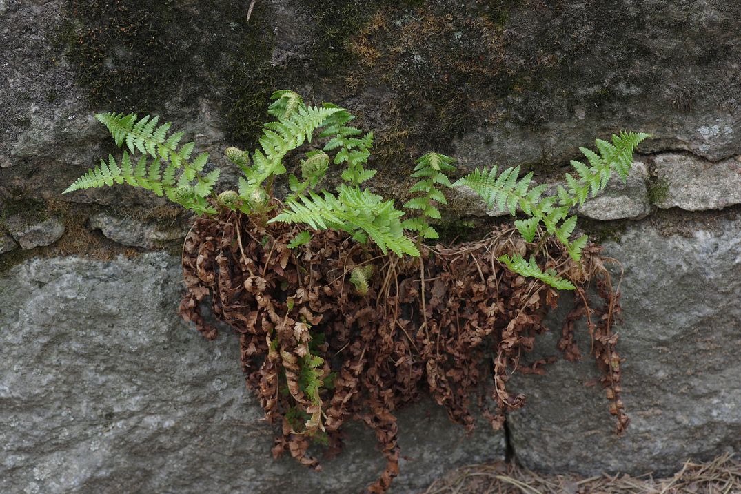 Image of Dryopteris filix-mas specimen.