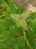 Paeonia × chamaeleon